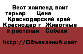 Вест хайленд вайт терьер   › Цена ­ 30 000 - Краснодарский край, Краснодар г. Животные и растения » Собаки   